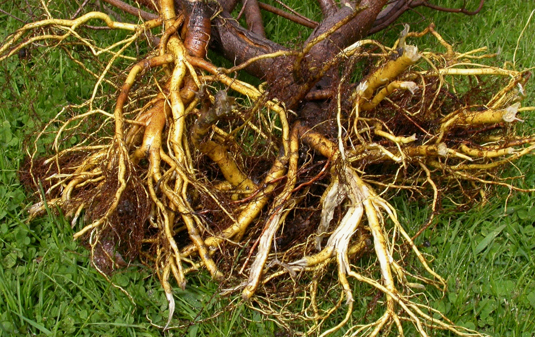 Un coeur restauré – conférence à Toulouse 2025