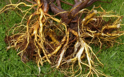 Un coeur restauré – conférence à Toulouse 2025