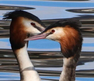 GREBES_TETES Pauses inspirantes 5